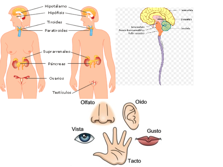 MORFOFISIOLOGIA